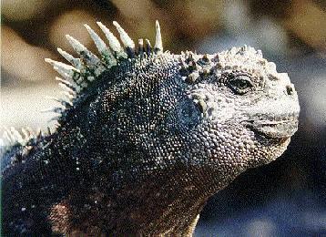 iguana from the Galapagos